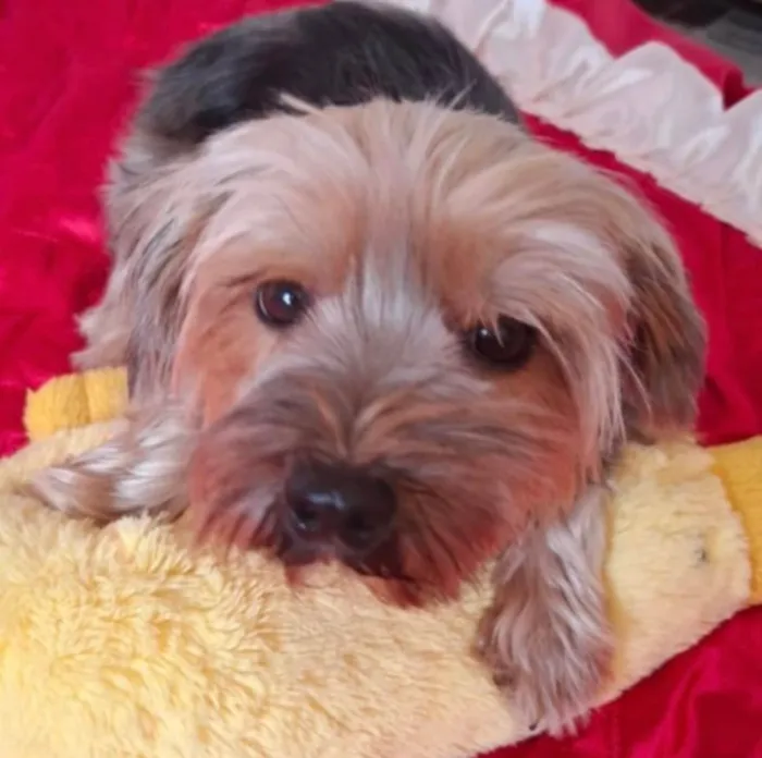 Cachorro ra a Yorkshire idade 1 ano nome Tom
