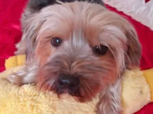 Cachorro raça Yorkshire idade 1 ano nome Tom
