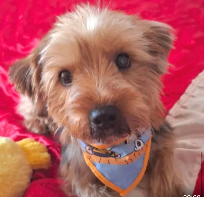 Cachorro ra a Yorkshire idade 1 ano nome Jerry