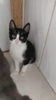 biscoito