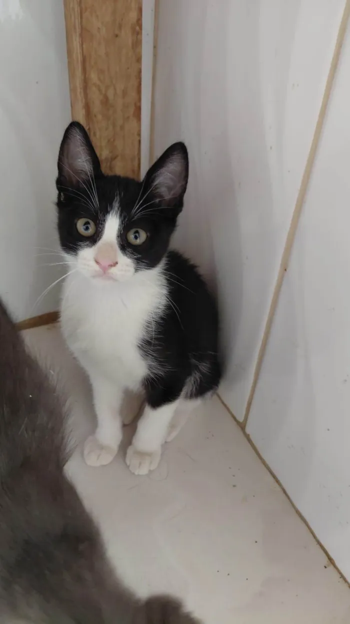 Gato ra a SRD-ViraLata idade 2 a 6 meses nome biscoito