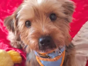 Cachorro raça Yorkshire idade 1 ano nome Jerry