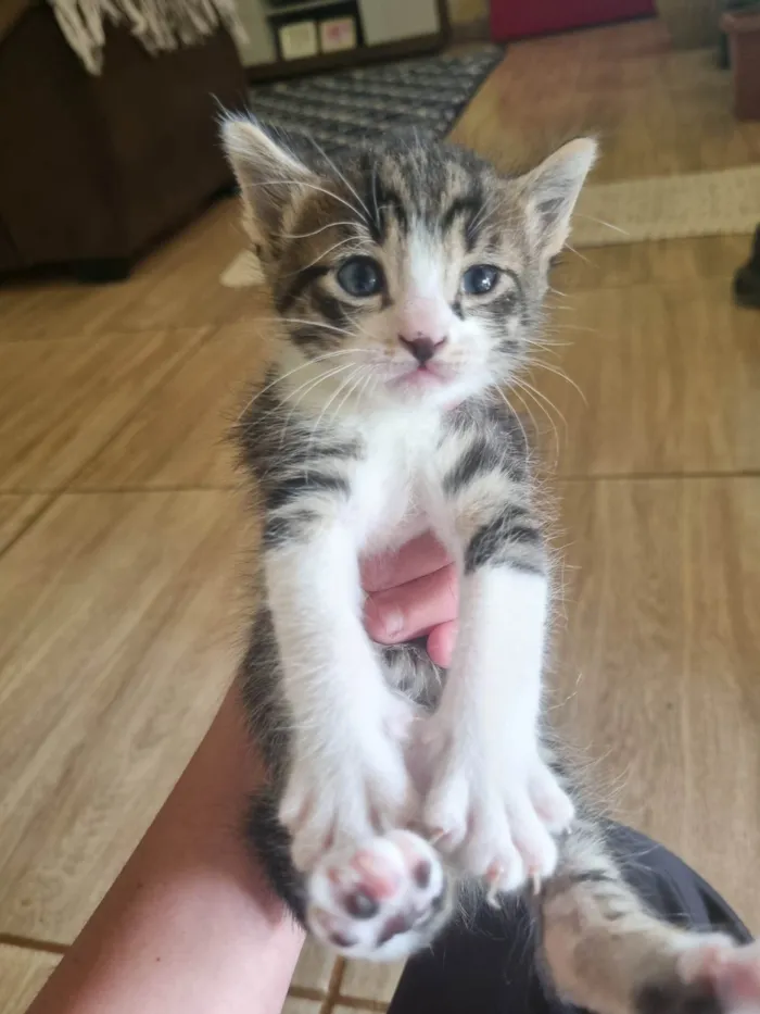 Gato ra a Exótico idade 2 a 6 meses nome Sem nome