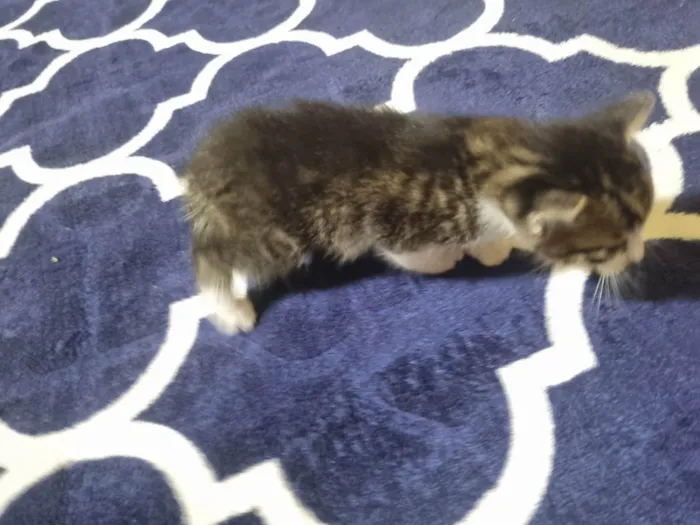 Gato ra a Exótico idade 2 a 6 meses nome Sem nome