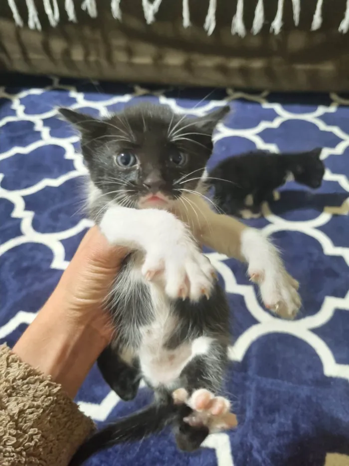 Gato ra a Exótico idade 2 a 6 meses nome Sem nome