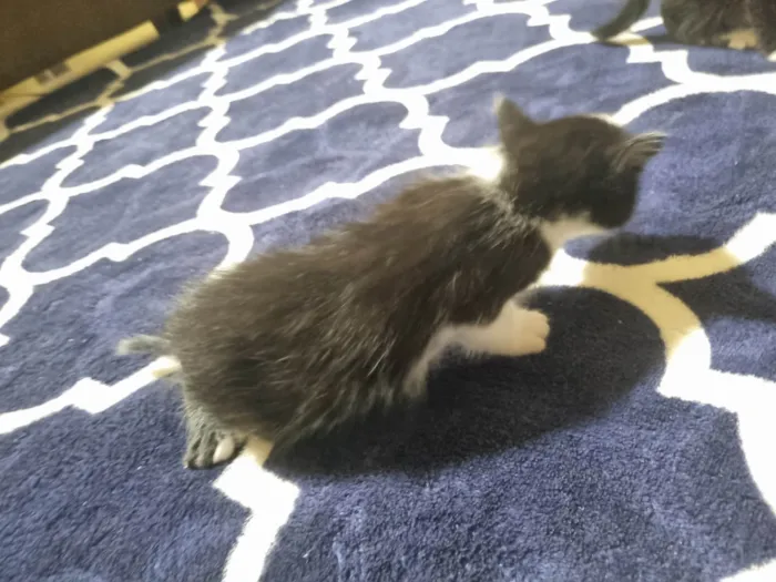 Gato ra a Exótico idade 2 a 6 meses nome Sem nome