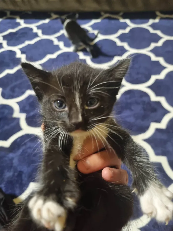 Gato ra a Exótico idade 2 a 6 meses nome Sem nome