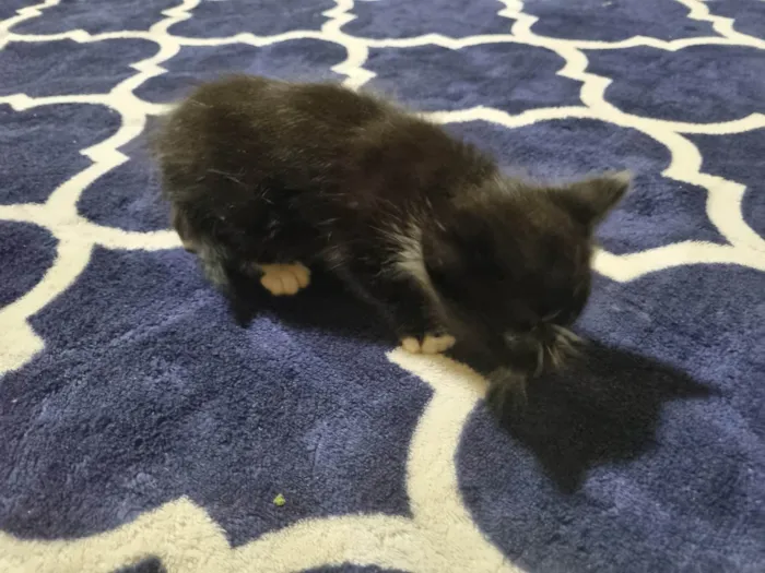 Gato ra a Exótico idade 2 a 6 meses nome Sem nome