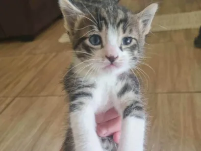 Gato raça Exótico idade 2 a 6 meses nome Sem nome 
