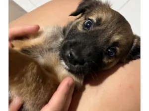 Cachorro raça SRD-ViraLata idade 2 a 6 meses nome Jorge 
