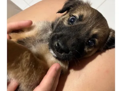 Cachorro raça SRD-ViraLata idade 2 a 6 meses nome Jorge