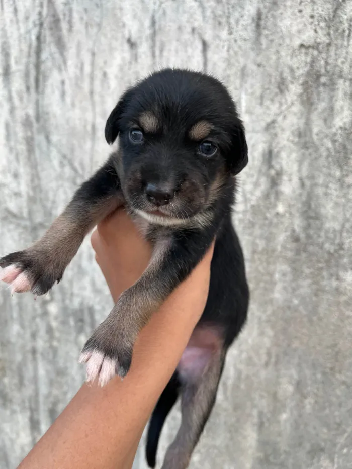Cachorro ra a SRD-ViraLata idade Abaixo de 2 meses nome Sem nome