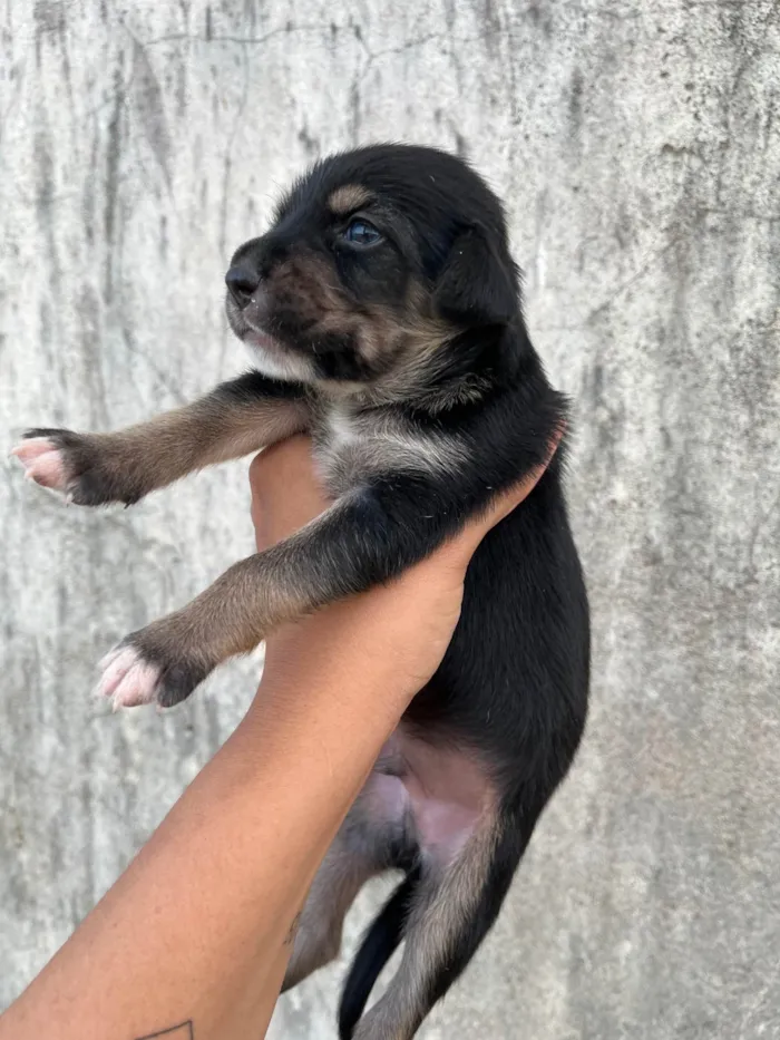 Cachorro ra a SRD-ViraLata idade Abaixo de 2 meses nome Sem nome
