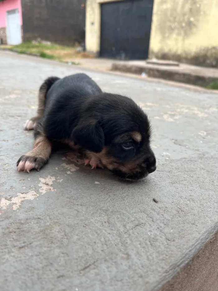 Cachorro ra a SRD-ViraLata idade Abaixo de 2 meses nome Sem nome