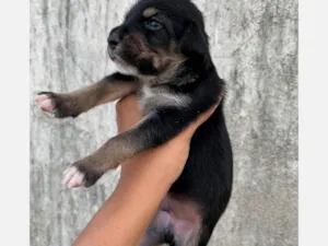 Cachorro raça SRD-ViraLata idade Abaixo de 2 meses nome Sem nome