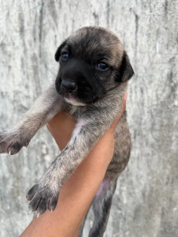 Cachorro ra a SRD-ViraLata idade Abaixo de 2 meses nome Ainda sem nome