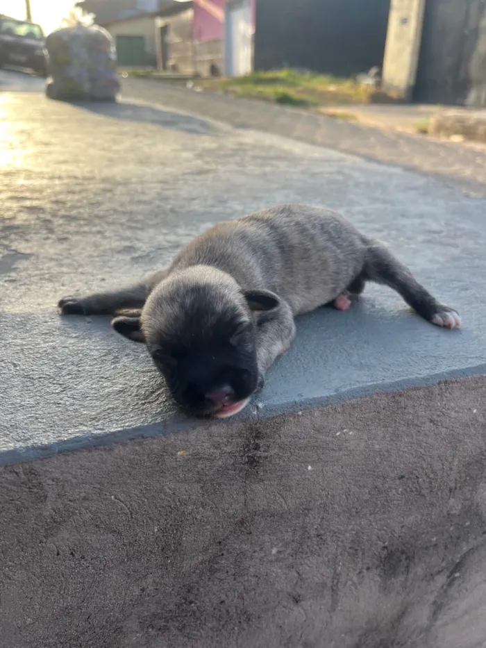 Cachorro ra a SRD-ViraLata idade Abaixo de 2 meses nome Ainda sem nome