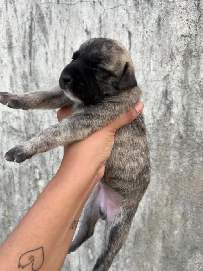 Cachorro ra a SRD-ViraLata idade Abaixo de 2 meses nome Ainda sem nome