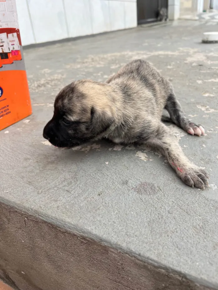 Cachorro ra a SRD-ViraLata idade Abaixo de 2 meses nome Ainda sem nome