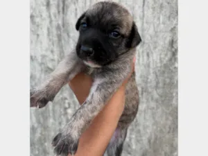 Cachorro raça SRD-ViraLata idade Abaixo de 2 meses nome Ainda sem nome
