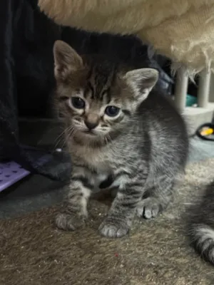 Gato raça SRD-ViraLata idade 2 a 6 meses nome Gata Fêmea 