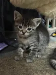 Gata Fêmea