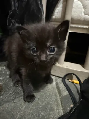 Gato raça SRD-ViraLata idade 2 a 6 meses nome Gato macho