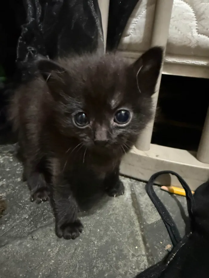 Gato ra a SRD-ViraLata idade 2 a 6 meses nome Gato macho