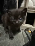 Gato macho