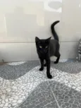 Pretinha