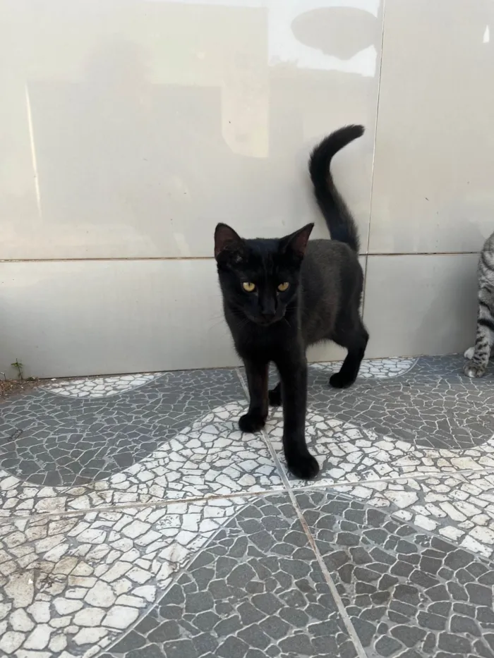 Gato ra a SRD-ViraLata idade 2 a 6 meses nome Pretinha