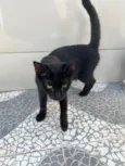 Pretinha