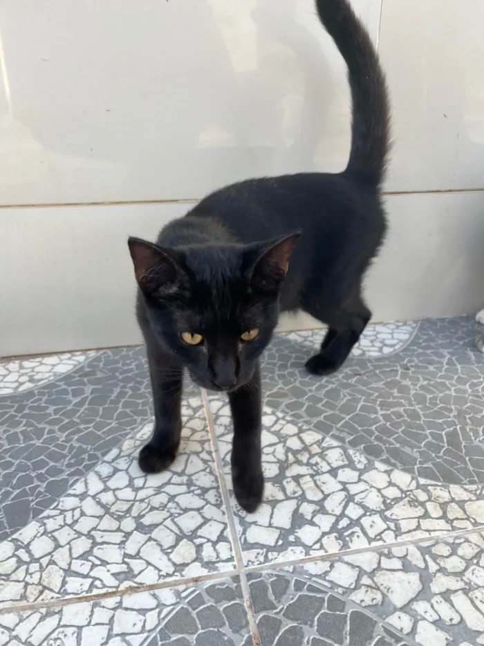 Gato ra a SRD-ViraLata idade 2 a 6 meses nome Pretinha