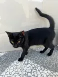 Pretinha