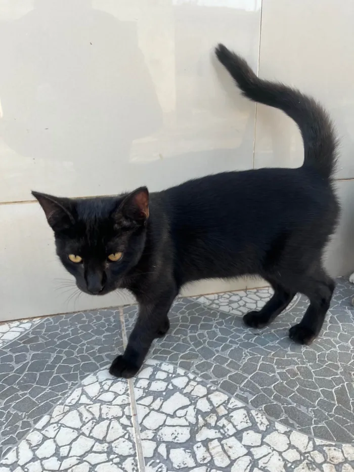 Gato ra a SRD-ViraLata idade 2 a 6 meses nome Pretinha