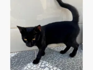 Gato raça SRD-ViraLata idade 2 a 6 meses nome Pretinha