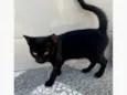 Pretinha