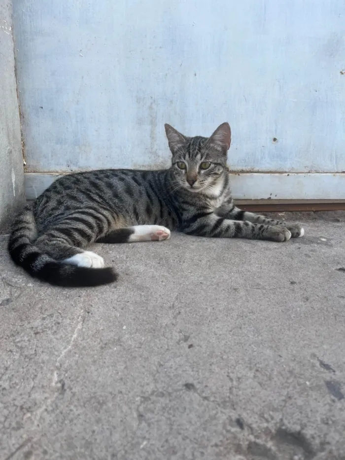 Gato ra a SRD-ViraLata idade 2 a 6 meses nome Rajadinha