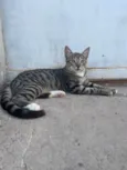 Rajadinha