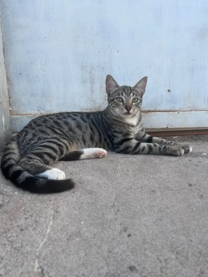 Gato ra a SRD-ViraLata idade 2 a 6 meses nome Rajadinha