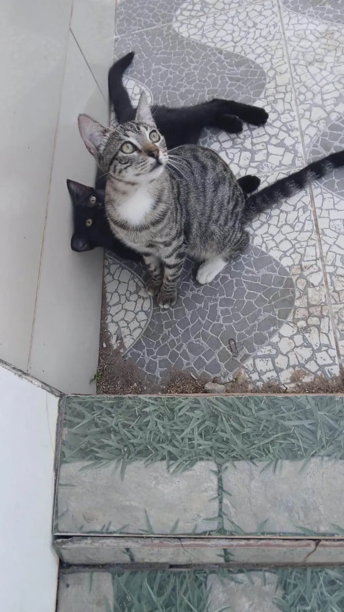 Gato ra a SRD-ViraLata idade 2 a 6 meses nome Rajadinha
