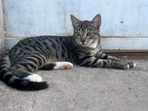 Gato raça SRD-ViraLata idade 2 a 6 meses nome Rajadinha