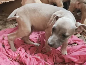 Cachorro raça SRD-ViraLata idade 2 a 6 meses nome Magali