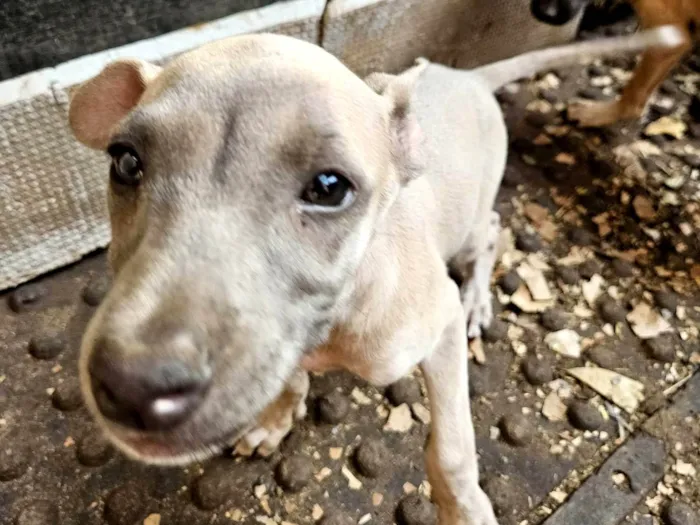 Cachorro ra a SRD-ViraLata idade 2 a 6 meses nome Magali