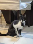 Frajolinha
