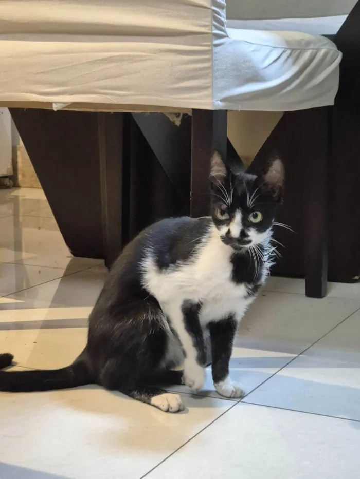 Gato ra a SRD-ViraLata idade 2 a 6 meses nome Frajolinha
