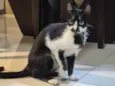 Frajolinha