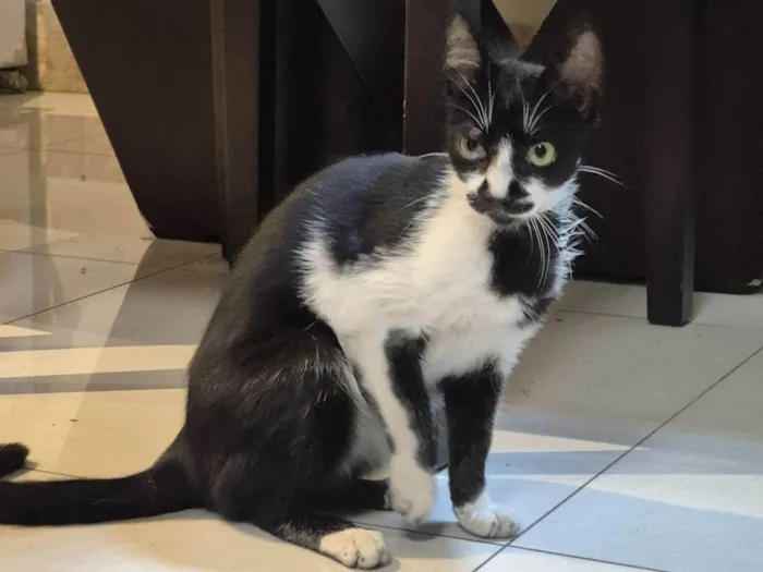Gato ra a SRD-ViraLata idade 2 a 6 meses nome Frajolinha