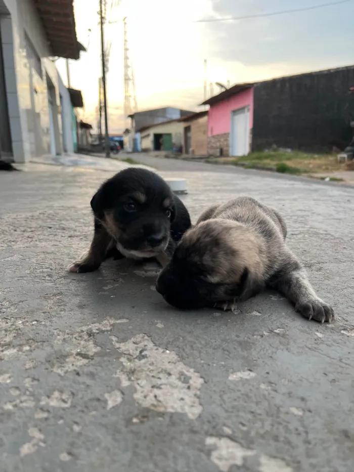 Cachorro ra a SRD-ViraLata idade Abaixo de 2 meses nome Ainda sem nome