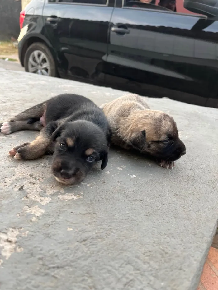 Cachorro ra a SRD-ViraLata idade Abaixo de 2 meses nome Ainda sem nome